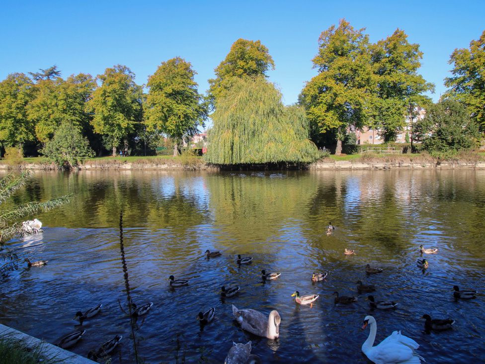 A pond with ducks and swans surrounded by trees at Riverside Cottage in Shrewsbury