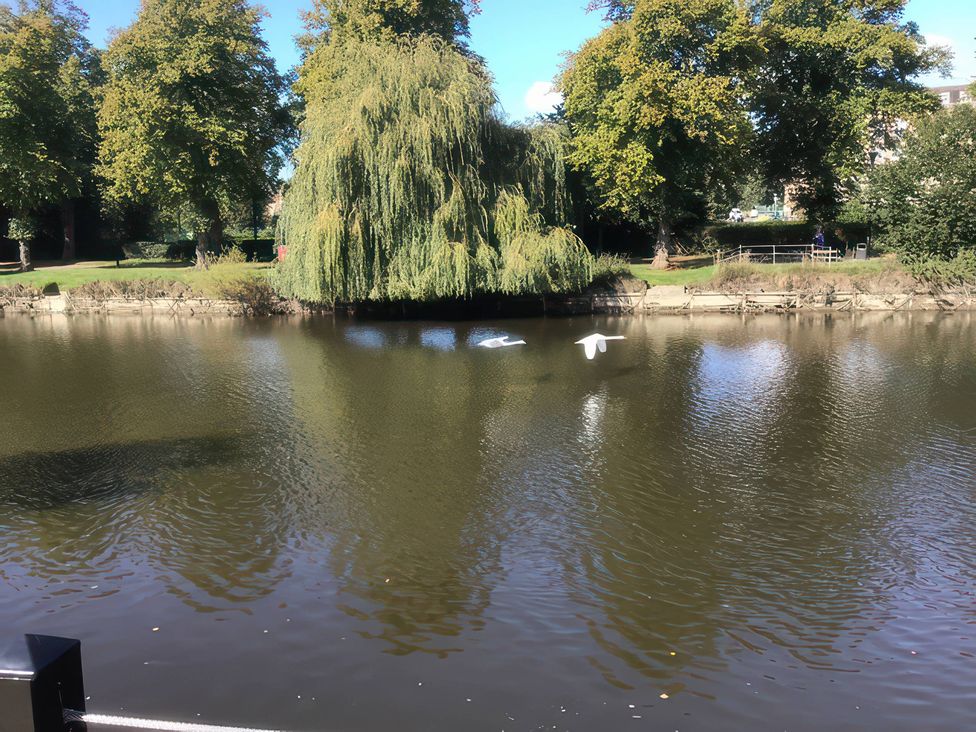 A view of swans on the water surrounded by trees at Riverside Cottage in Shrewsbury