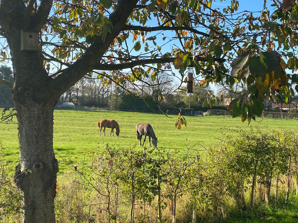 A field with horses grazing near a tree at St Edmunds Church in Fraisthorpe