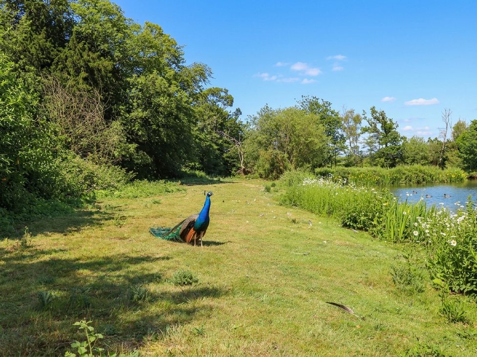 A peacock standing near a pond surrounded by grass and trees at West Stable in Grove near Retford