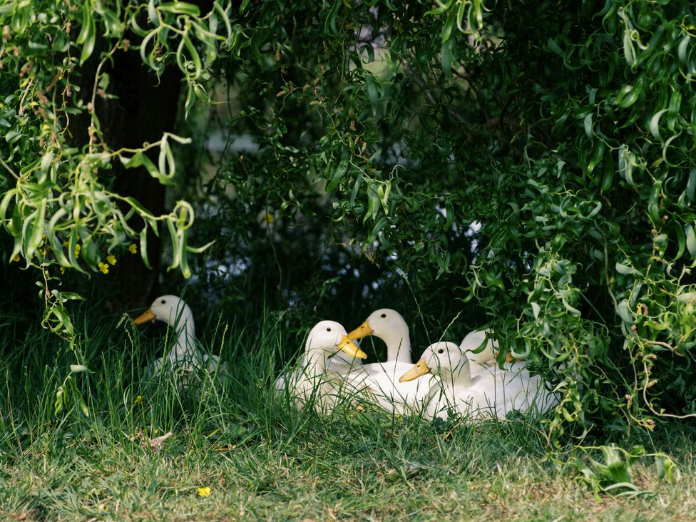 Ducks resting under a tree at Bonnie's Shepherds Hut at Shepherds Lodge Retreat and Wellness in Bottesford near Redmile and Vale of Belvoir