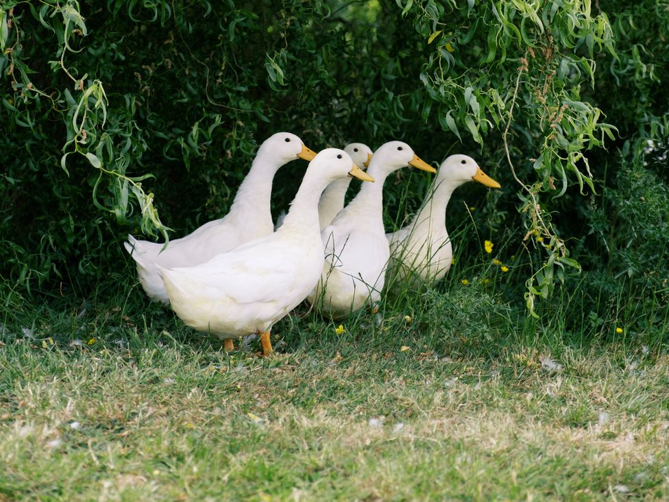 Five ducks standing in grass under foliage at Bonnie's Shepherds Hut at Shepherds Lodge Retreat and Wellness in Bottesford near Redmile and Vale of Belvoir