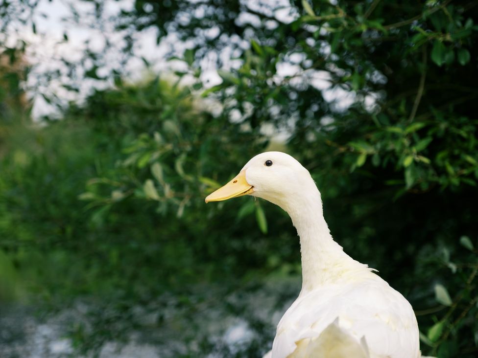 A white duck in a natural setting at Bonnie's Shepherds Hut at Shepherds Lodge Retreat and Wellness, Bottesford near Redmile and Vale of Belvoir