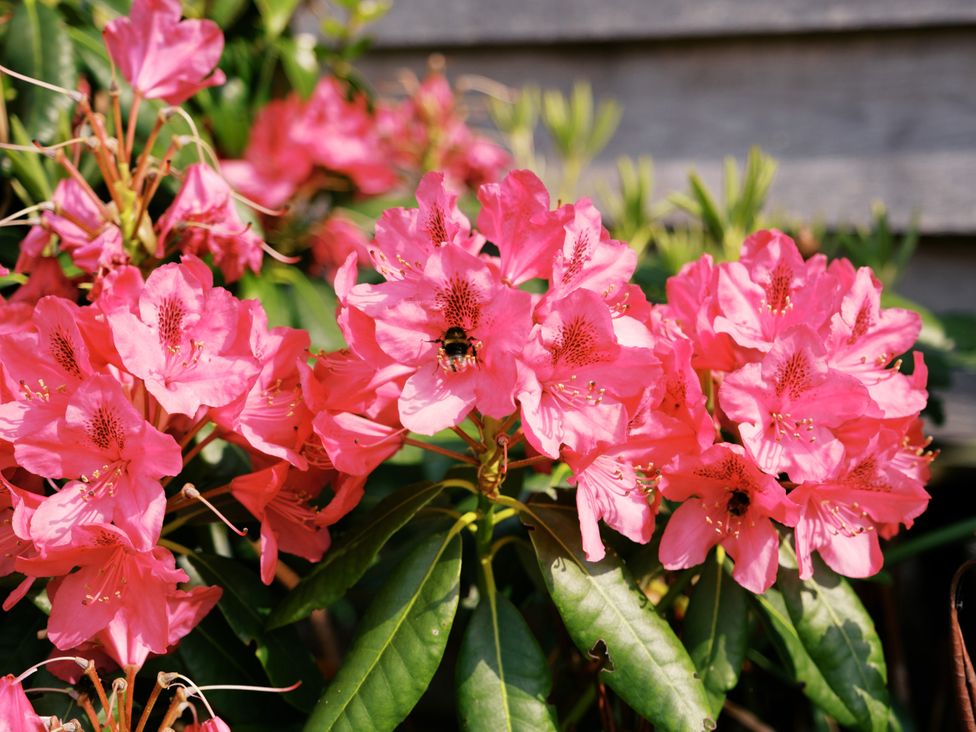 Pink flowers with a bee on them