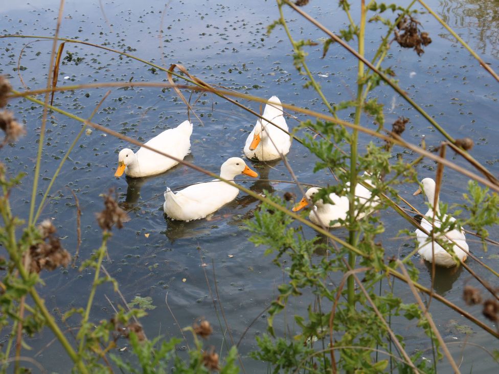 A group of ducks swimming in water with plants in the foreground at Lillie's Shepherds Hut at Shepherds Lodge Retreat and Wellness, Bottesford near Redmile and Vale of Belvoir