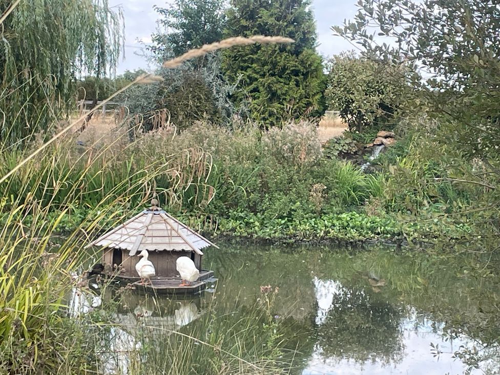 Ducks on a pond near a duck house at Lillie's Shepherds Hut at Shepherds Lodge Retreat and Wellness Bottesford near Redmile and Vale of Belvoir