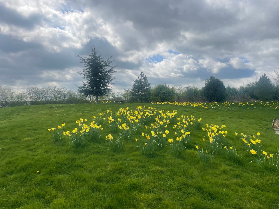 A field with yellow daffodils and trees at Lillie's Shepherds Hut at Shepherds Lodge Retreat and Wellness Bottesford near Redmile and Vale of Belvoir