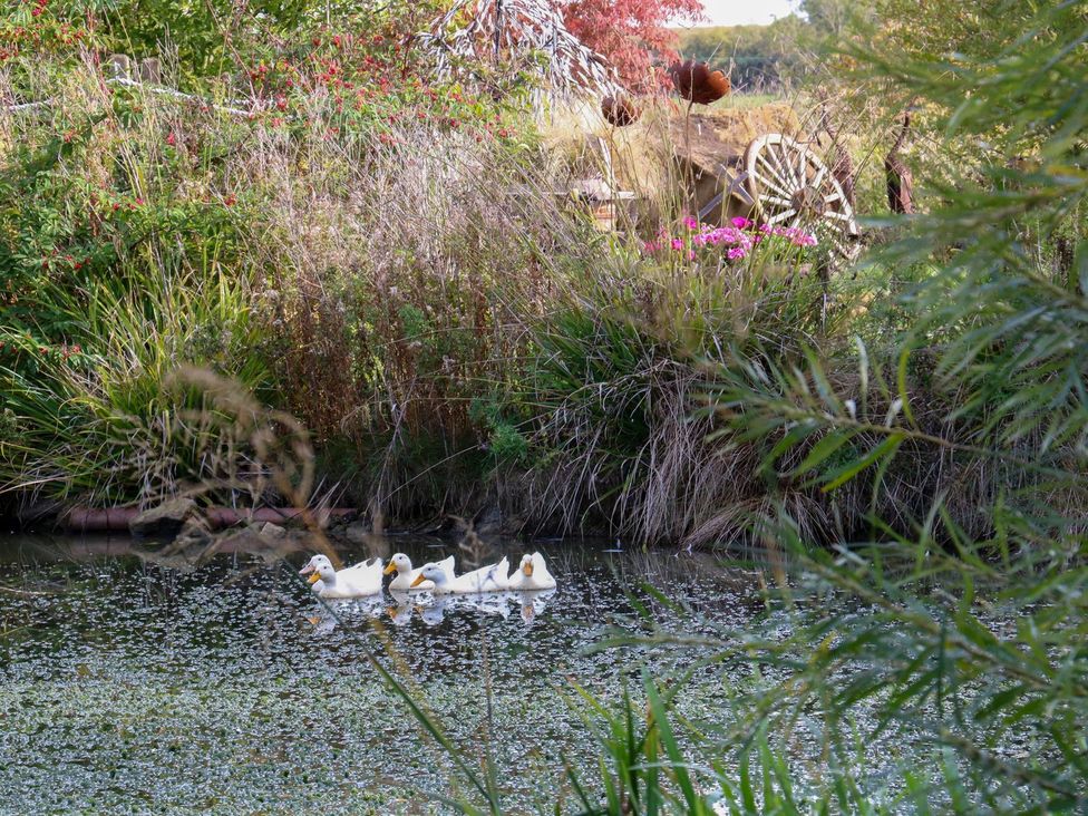 Ducks swimming in a pond with surrounding plants and flowers at Herbie's Shepherds Hut at Shepherds Lodge Retreat and Wellness Bottesford near Redmile and Vale of Belvoir