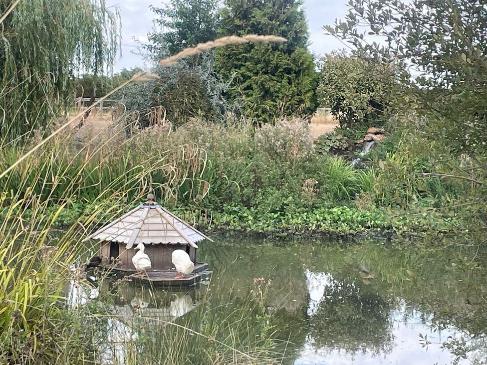 Ducks on a pond near a duck house at Herbie's Shepherds Hut at Shepherds Lodge Retreat and Wellness, Bottesford near Redmile and Vale of Belvoir
