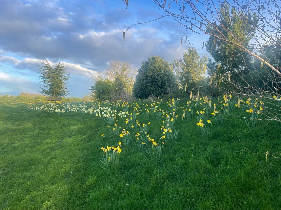 A garden with daffodils and trees at Herbie's Shepherds Hut at Shepherds Lodge Retreat and Wellness Bottesford near Redmile and Vale of Belvoir