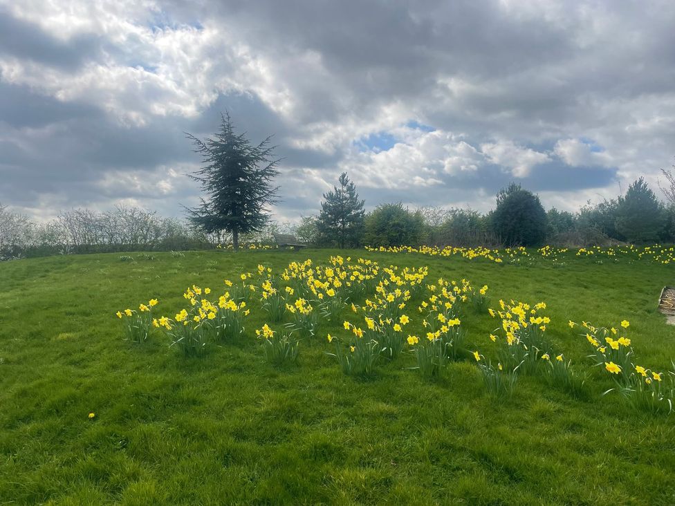 A garden with daffodils and trees at Herbie's Shepherds Hut at Shepherds Lodge Retreat and Wellness, Bottesford near Redmile and Vale of Belvoir