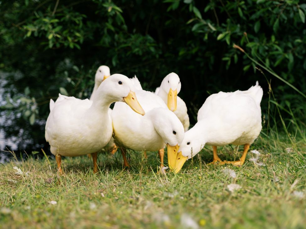 Ducks foraging on grass near the water at Poppie's Shepherds Hut at Shepherds Lodge Retreat and Wellness Bottesford near Redmile and Vale of Belvoir