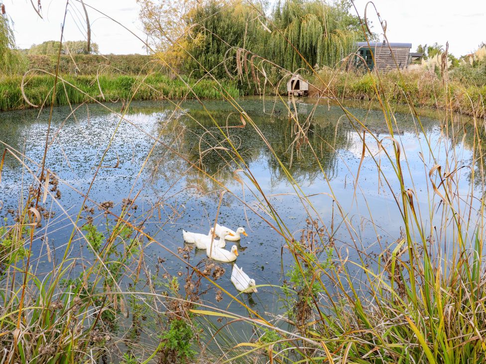 A pond with ducks and plants at Poppie's Shepherds Hut at Shepherds Lodge Retreat and Wellness Bottesford near Redmile and Vale of Belvoir