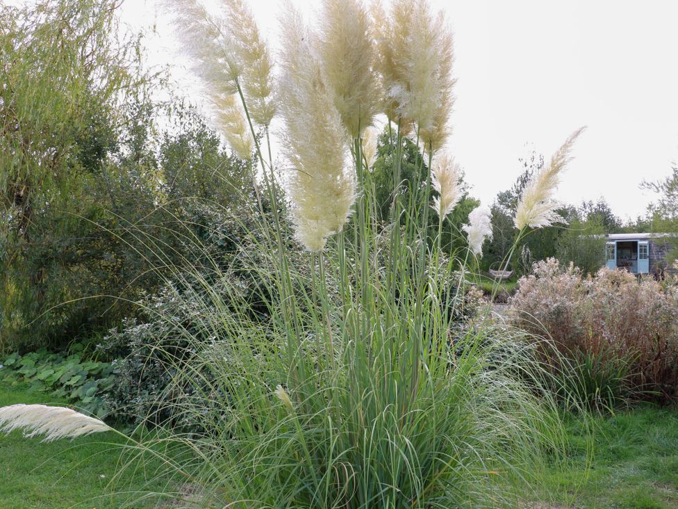 Pampas grass with green grass and shrubbery in a garden at Poppie's Shepherds Hut at Shepherds Lodge Retreat and Wellness Bottesford near Redmile and Vale of Belvoir
