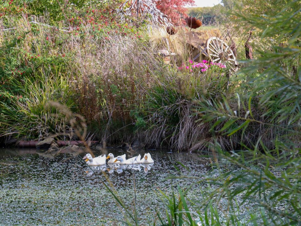 Ducks swimming in water surrounded by plants at Poppie's Shepherds Hut at Shepherds Lodge Retreat and Wellness Bottesford near Redmile and Vale of Belvoir