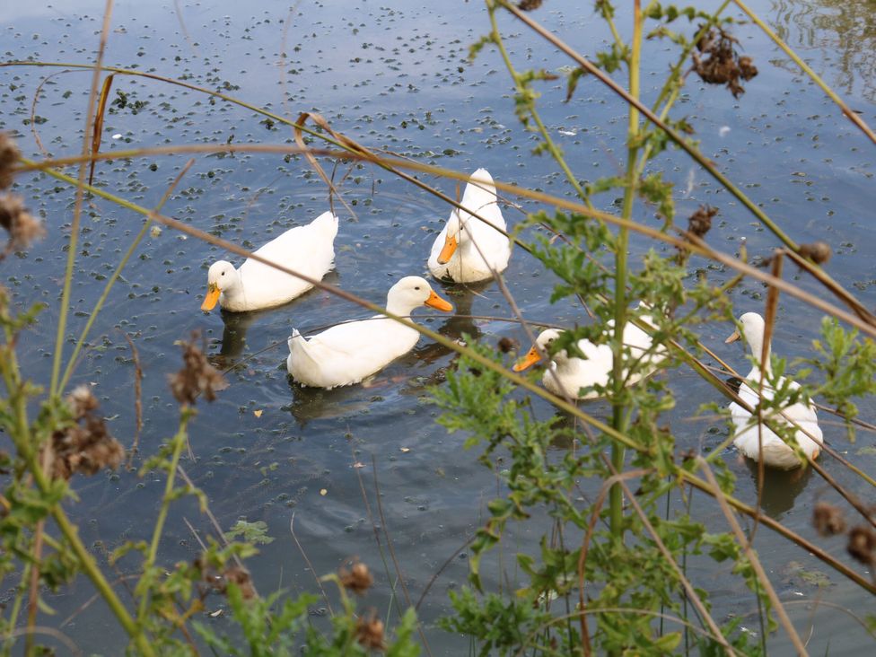 A group of ducks swimming in the water at Poppie's Shepherds Hut at Shepherds Lodge Retreat and Wellness Bottesford near Redmile and Vale of Belvoir