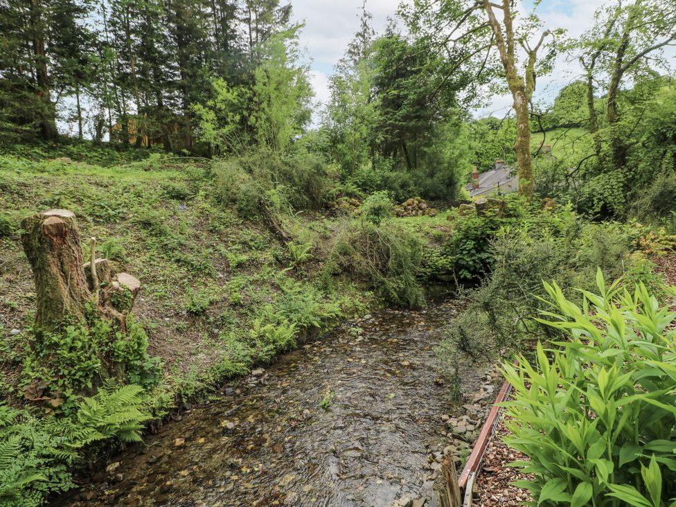 A stream surrounded by trees and foliage at The Hamper in Felingwm near Carmarthen