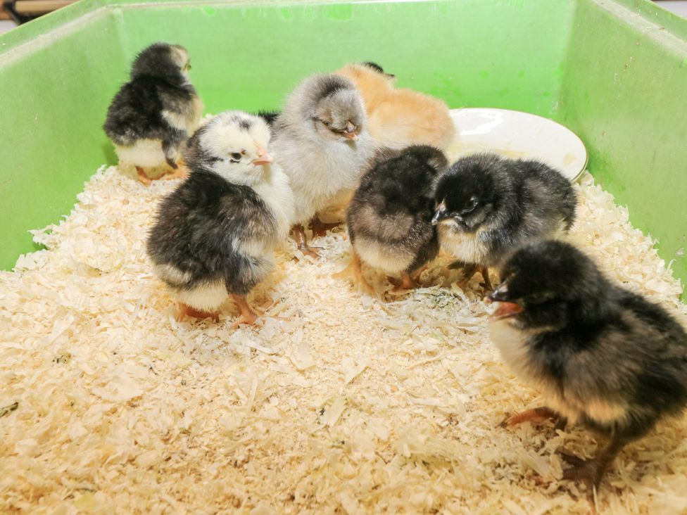 A group of chicks in a green container with shavings at The Hamper in Felingwm near Carmarthen