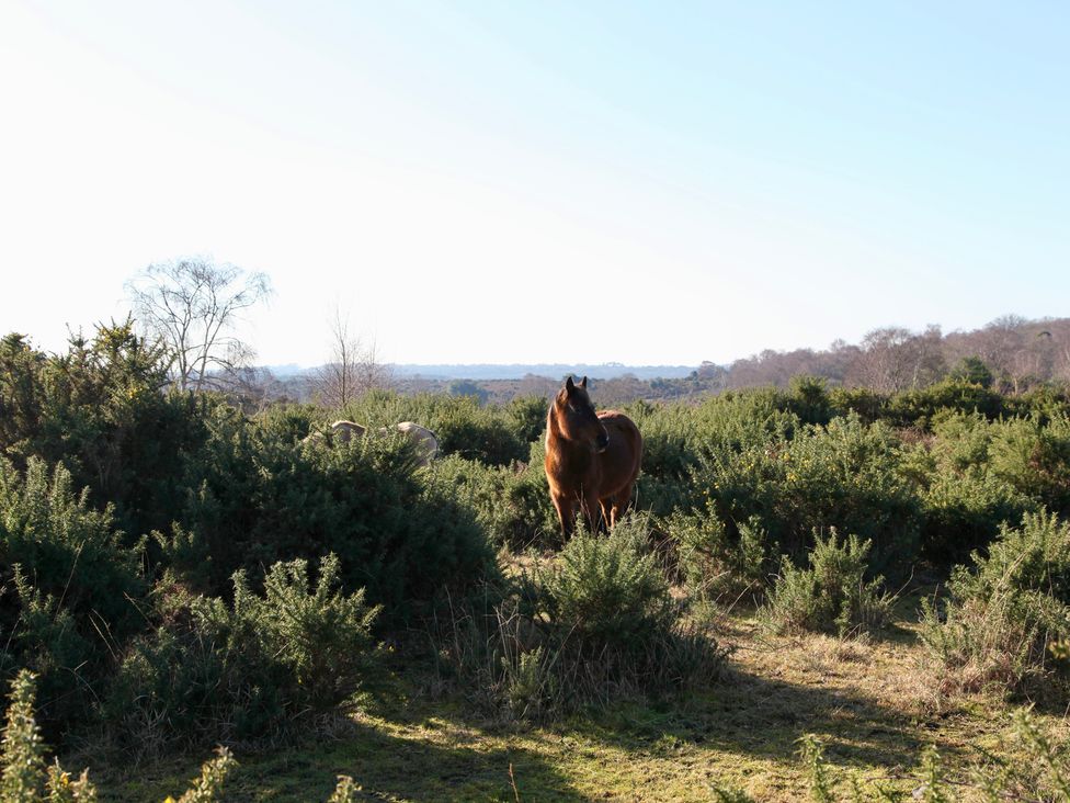 Stable Cottage - Hampshire - 1166063 - thumbnail photo 24