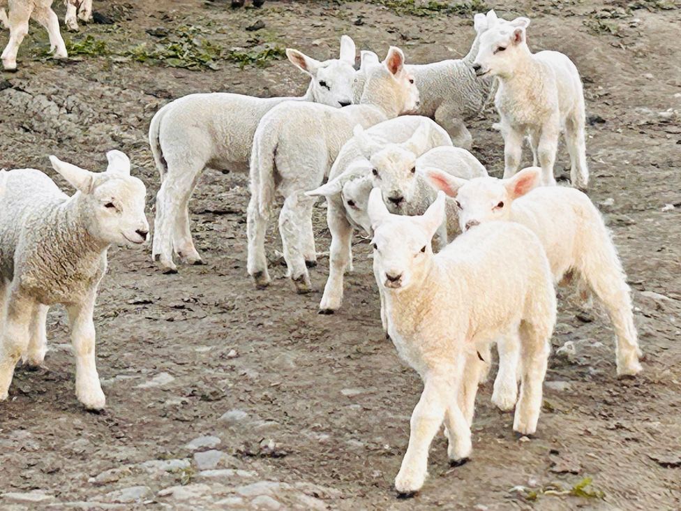 A group of lambs in a field at Bathach Mor, Balvicar, Isle Of Seil