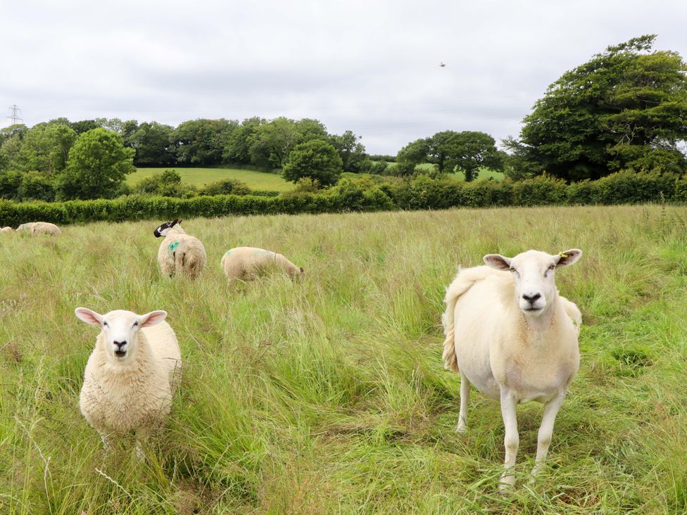 A field with sheep grazing at Under Oak Pod in Totnes