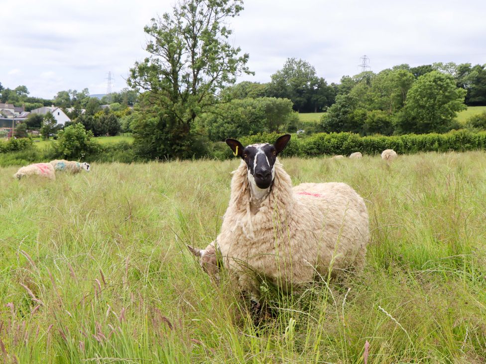 A sheep in a field with grass and trees at Under Oak Pod in Totnes