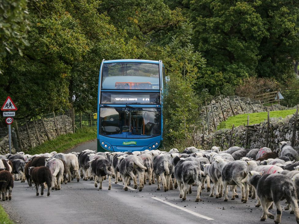 A double-decker bus stopped by a large flock of sheep on a country road with trees and stone fences at Sunnycroft in Keswick