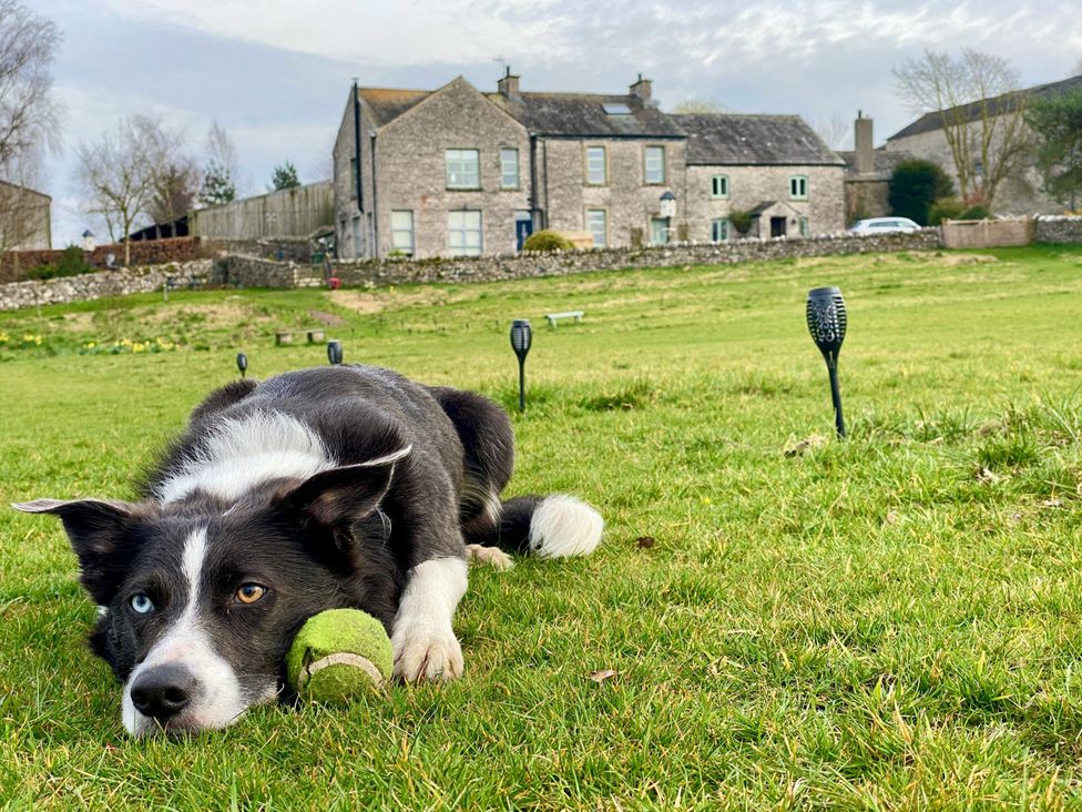 A dog resting on grass with a tennis ball in a garden at The Little Farmhouse in Carnforth
