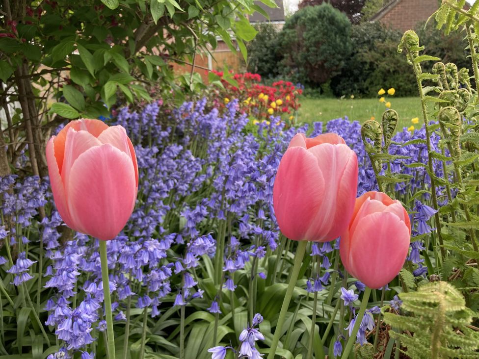 A garden featuring pink tulips and bluebells at Havendale Chesterfield