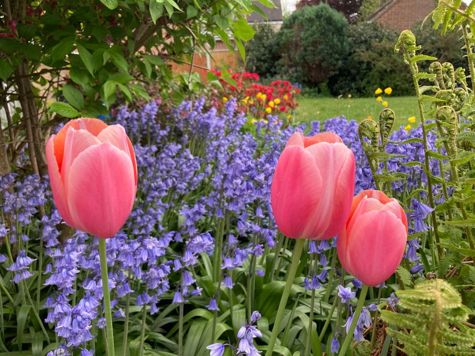 A garden with pink tulips and bluebells at Havendale, Chesterfield