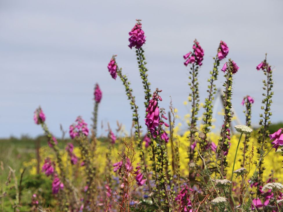 Little Victory - Cornwall - 1167089 - thumbnail photo 41