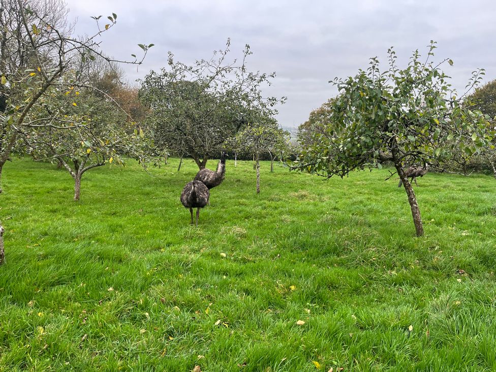 War Horse Valley Orchard View - Devon - 1167164 - thumbnail photo 41