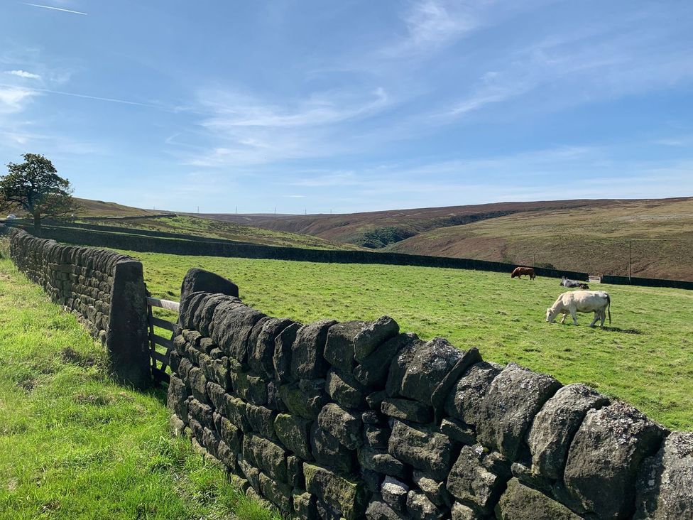 A field with cows and a stone wall at Moss Cottage in Cragg Vale