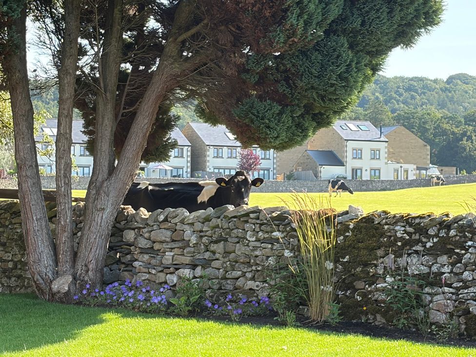 A cow behind a stone wall in a garden at Cross Winds in Clapham
