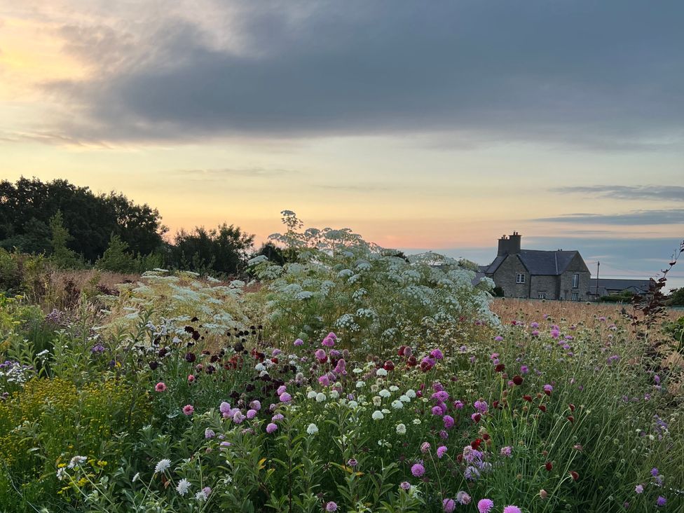 Plas Newydd Flower Farm - Anglesey - 1167551 - thumbnail photo 3