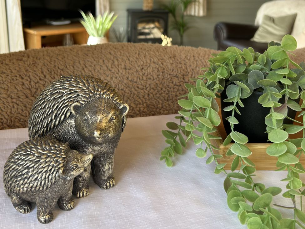 Hedgehog and potted plant on a table at Number 39 Bodmin