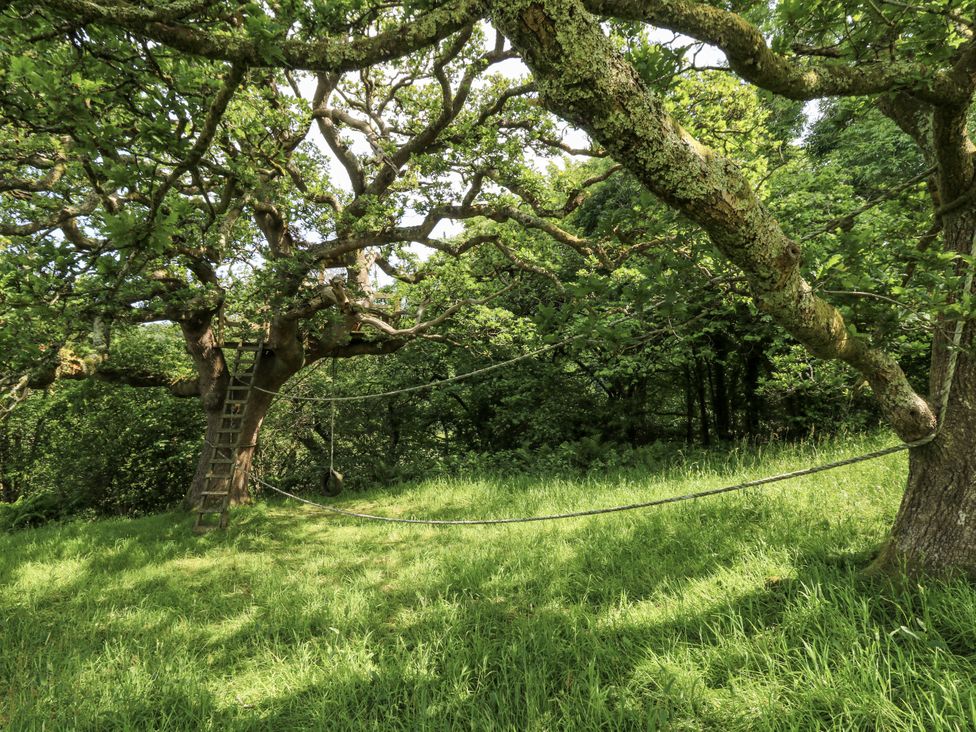 A large tree with a ladder and swing in a grassy area at Plas Pontfaen near Fishguard and Newport, Pembrokeshire