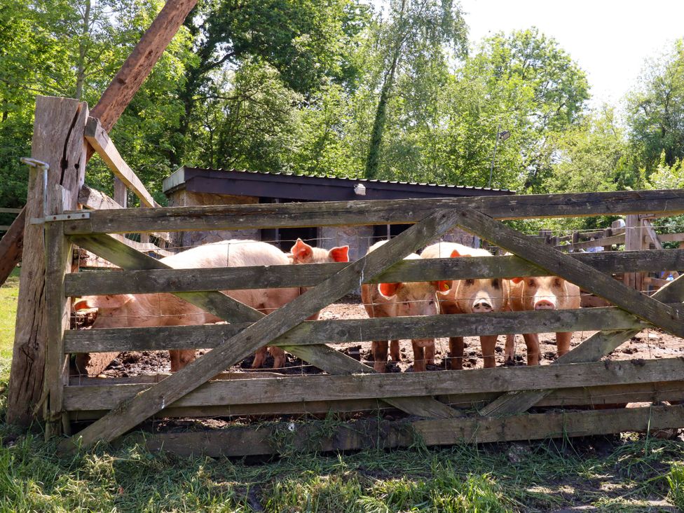 Pucklechurch - Devon - 1168609 - thumbnail photo 40
