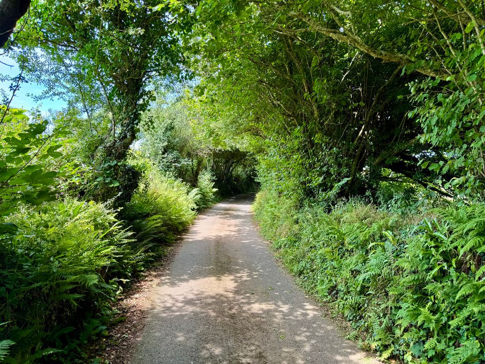 A path surrounded by trees and ferns at The Hayloft in Lostwithiel