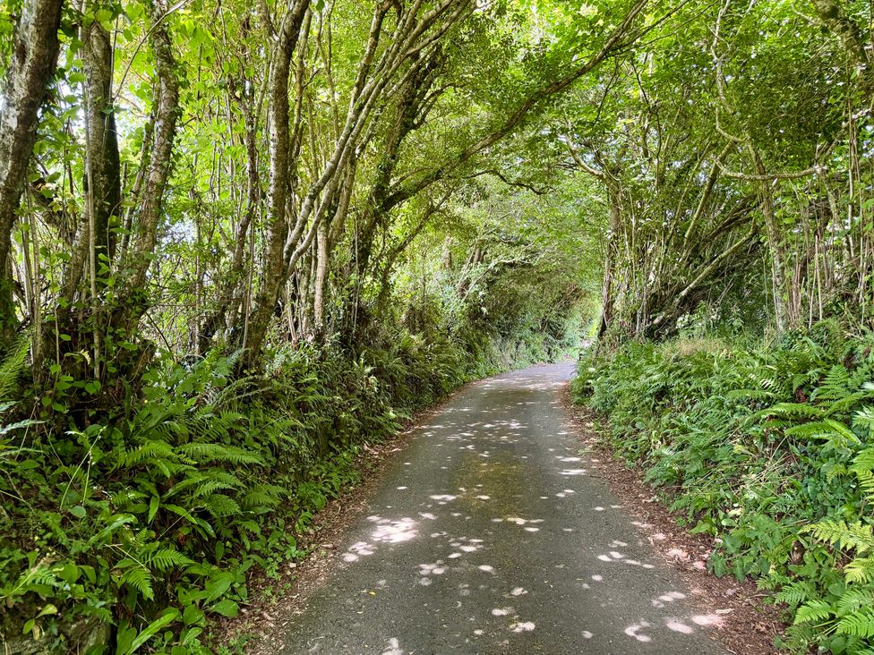 A pathway surrounded by trees and ferns at The Hayloft in Lostwithiel