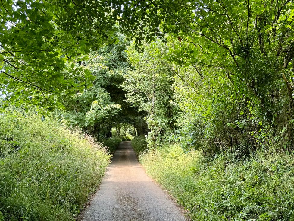 A pathway surrounded by trees and grass at The Mill in Lostwithiel
