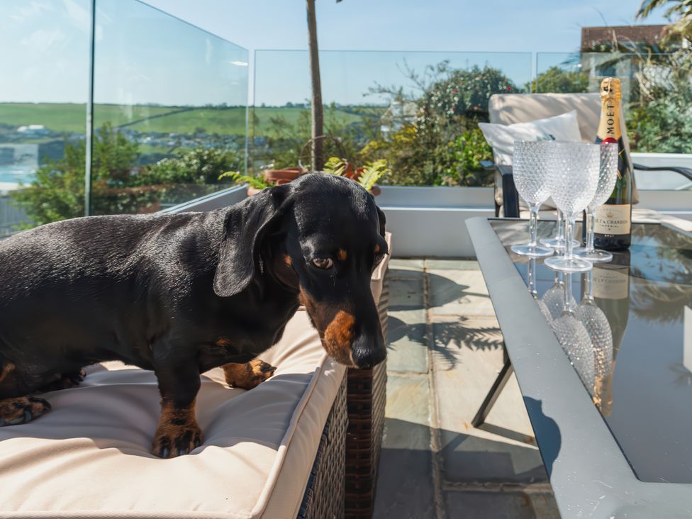 A black and brown dachshund on a cushioned outdoor wicker chair next to a glass table with four glasses and a bottle of champagne on a patio with glass railings at Oystercatcher in Mevagissey