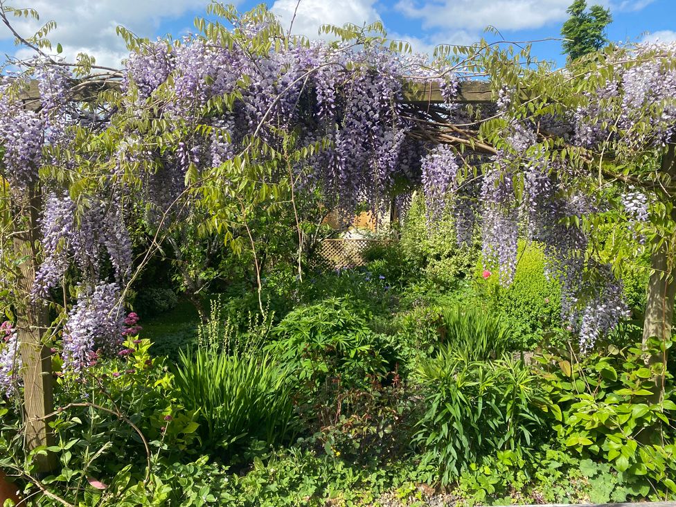 A garden with purple wisteria flowers hanging from a wooden trellis at Magnolia View in Goodleigh near Barnstaple