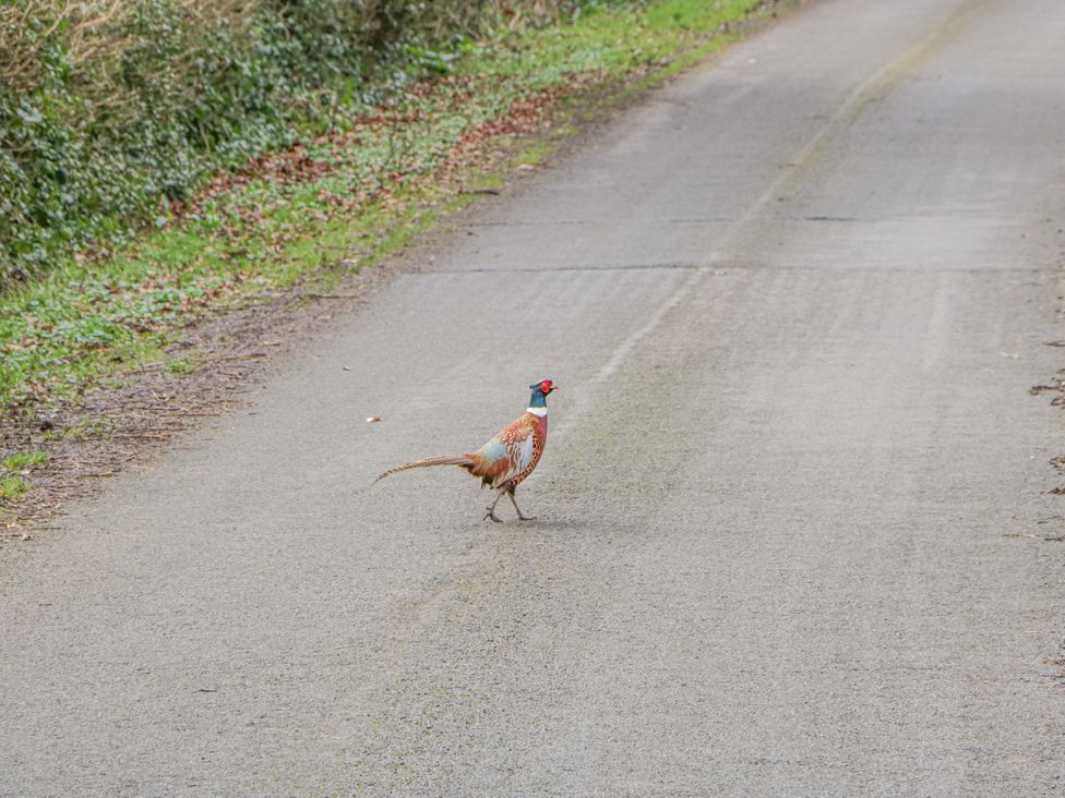 Pheasants Rise Apartment - Herefordshire - 1170269 - thumbnail photo 35