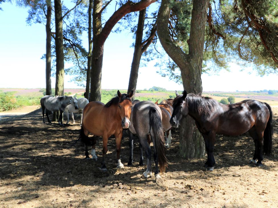A group of horses under trees with a clear sky at 50 Sea Road in Milford On Sea
