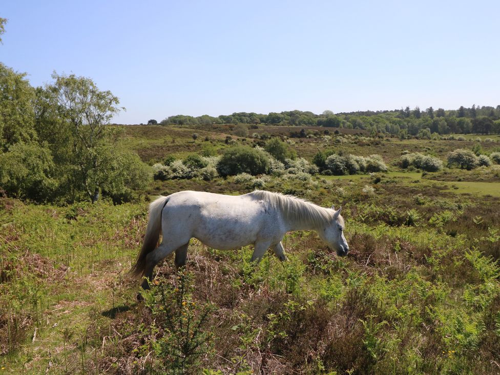 A white horse in a field at 50 Sea Road in Milford On Sea