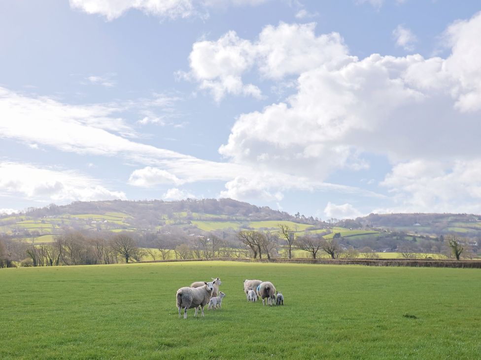 A field with sheep grazing in the grass at Daisy Cottage Whitchurch Canonicorum near Charmouth