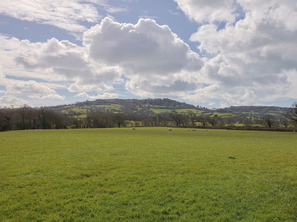 A field with sheep grazing and a hill in the background at Daisy Cottage Whitchurch Canonicorum near Charmouth