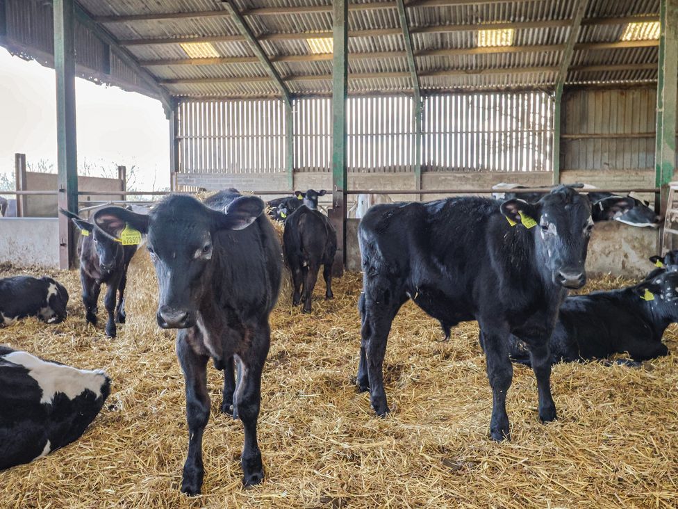 Cattle in a barn with straw covering the floor at Daisy Cottage in Whitchurch Canonicorum near Charmouth