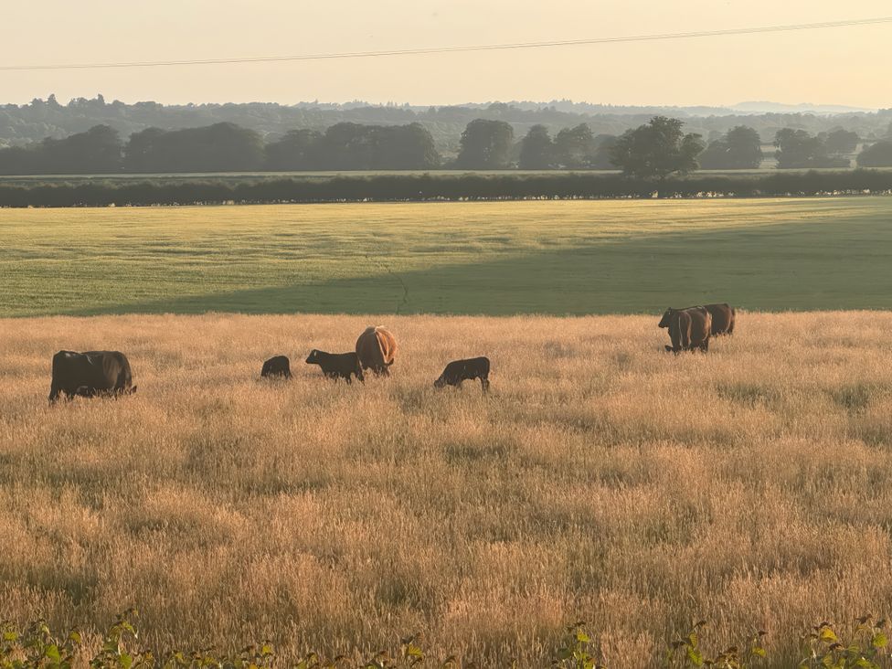 Cows and calves in a field during sunset at Beech in Elcot near Kintbury